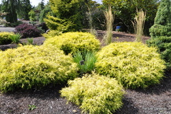 Chamaecyparis pisifera 'Lemon Thread' — photo 2